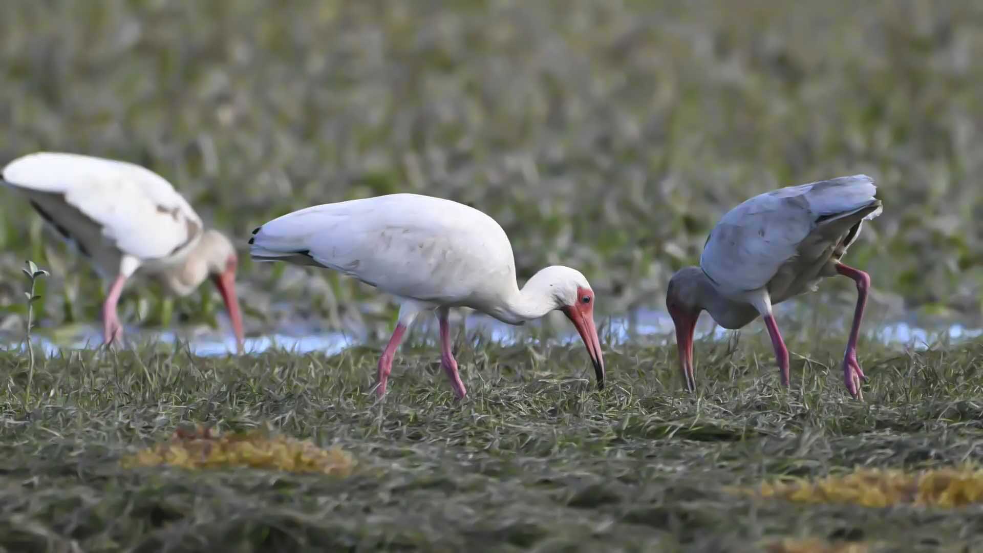 American White Ibis