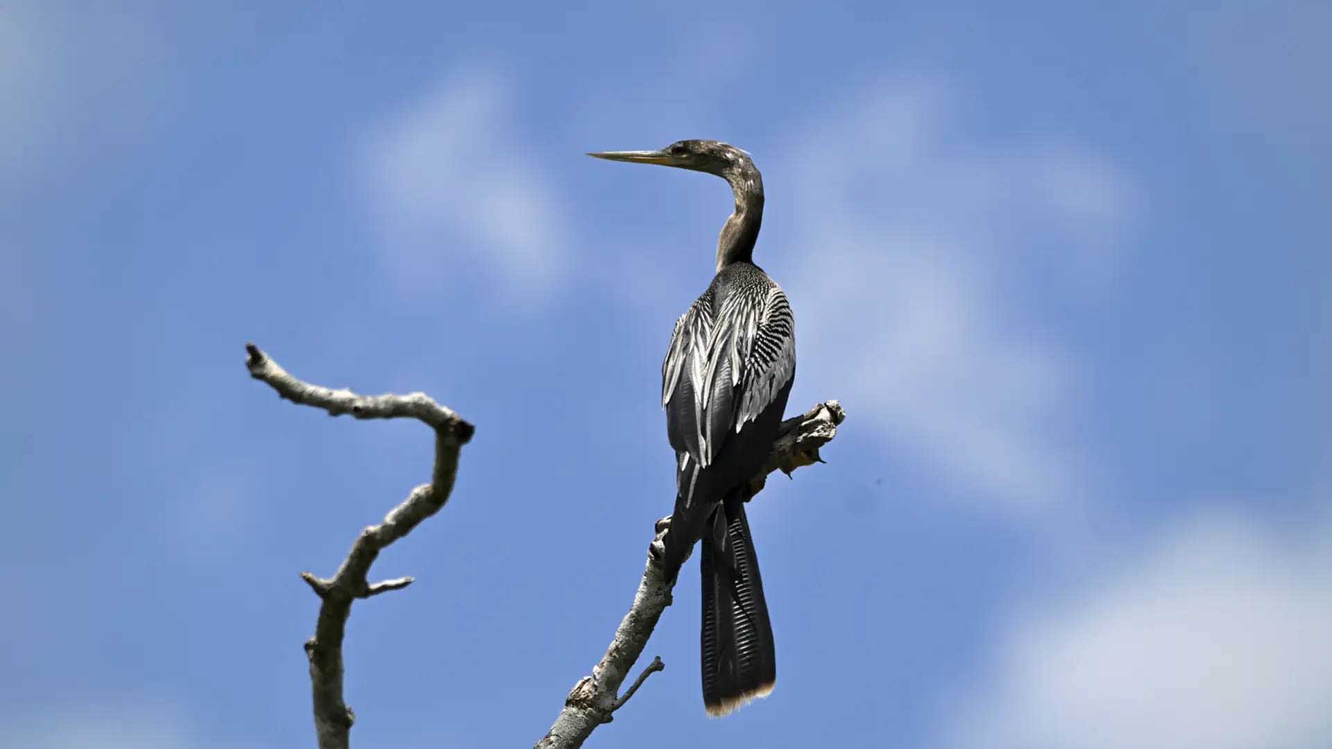 Anhinga