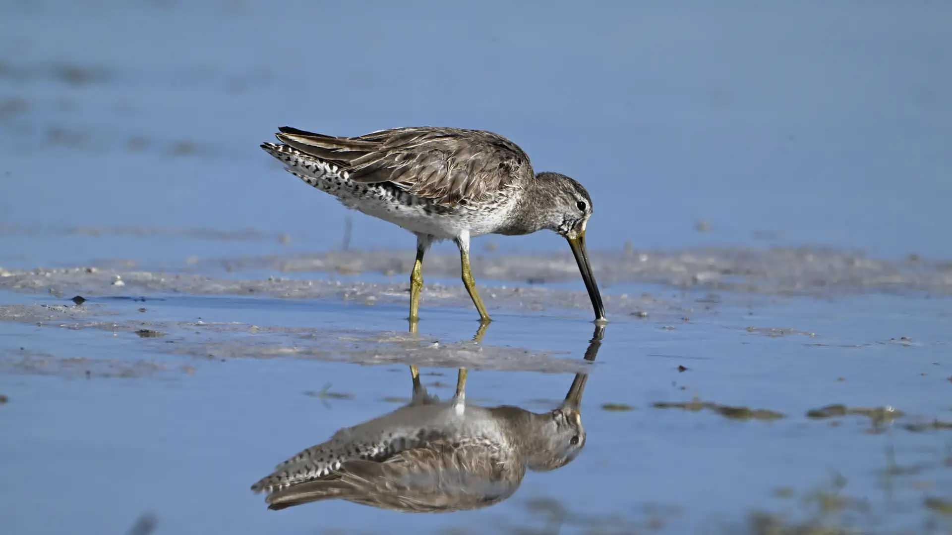 Stilt Sandpiper