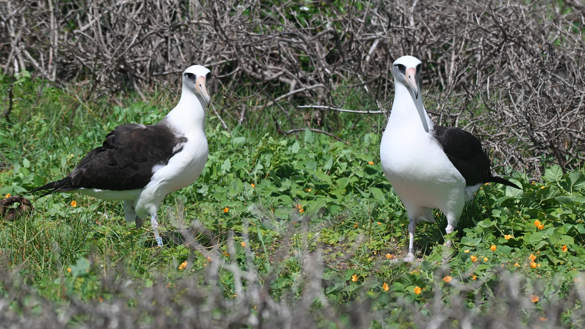Albatros