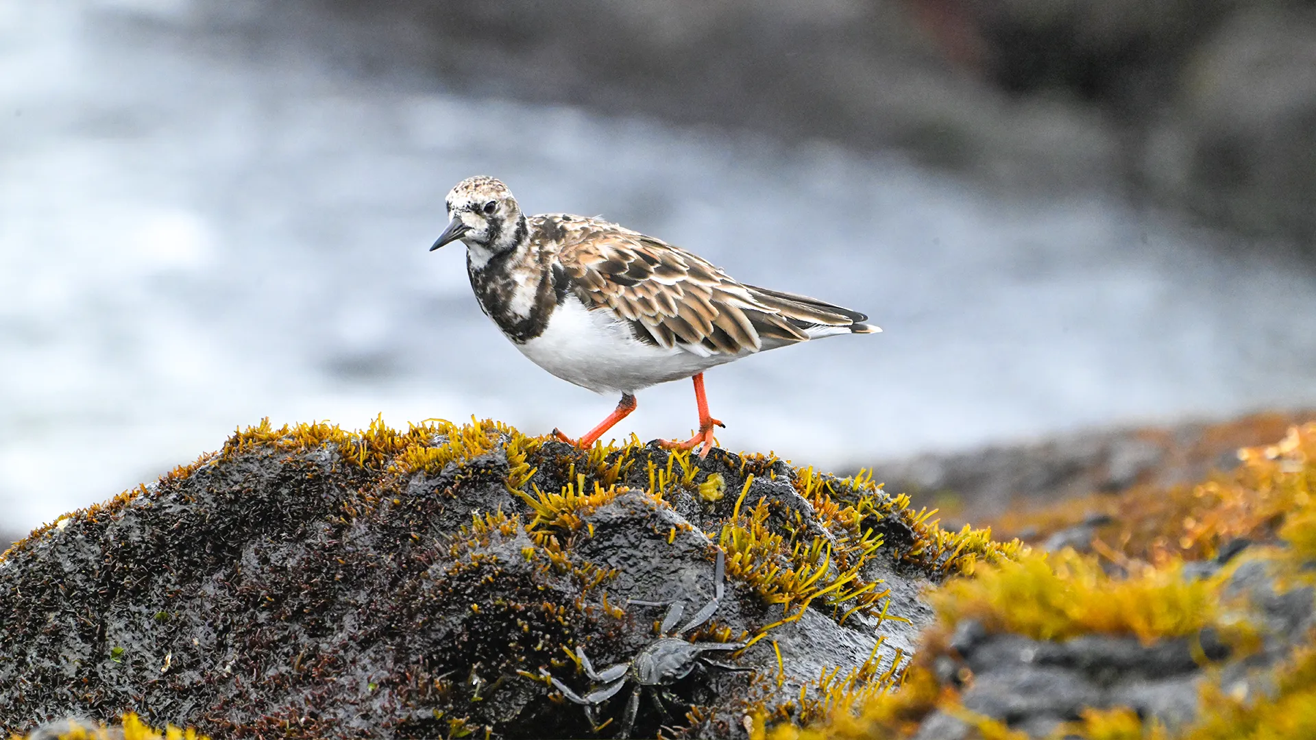 Rudy Turnstone
